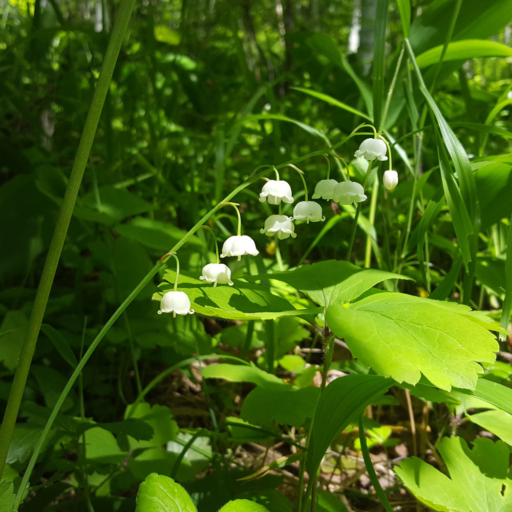 Растения тульской фото Convallaria keiskei - Изображение особи - Плантариум