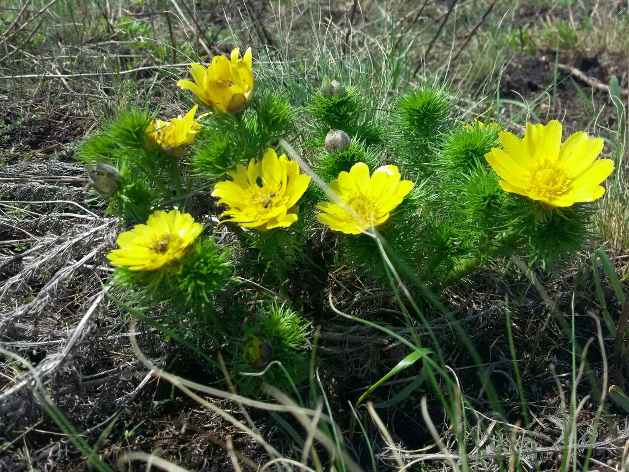 Растения тульской области фото с названиями Adonis vernalis - Image of an specimen - Plantarium