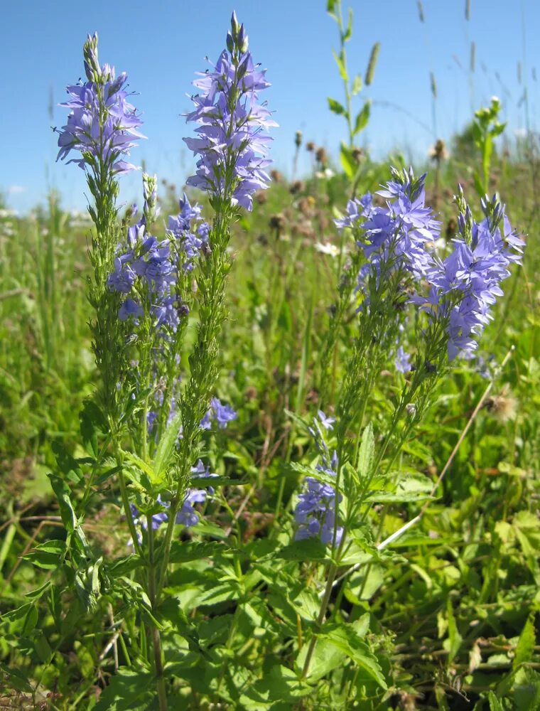 Растения тульской области фото с названиями Veronica teucrium - Image of an specimen - Plantarium