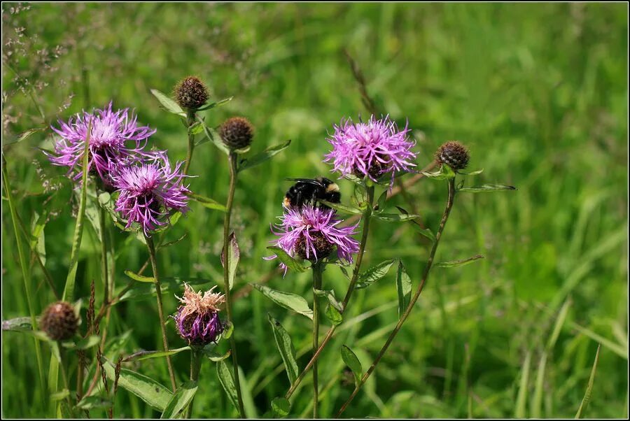 Растения тульской области фото с названиями Centaurea phrygia - Image of an specimen - Plantarium