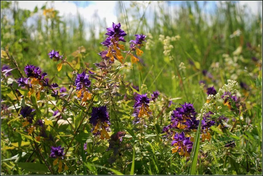 Растения тульской области фото с названиями Melampyrum nemorosum - Image of an specimen - Plantarium