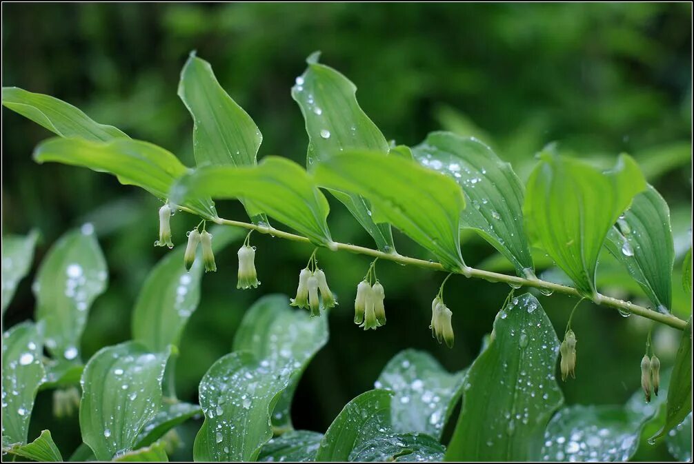 Растения тульской области фото с названиями Polygonatum multiflorum - Изображение особи - Плантариум