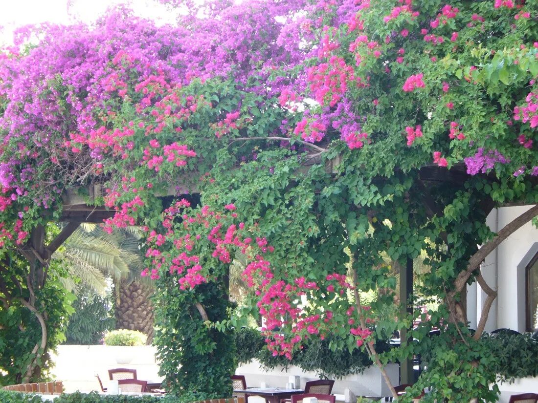 Растения турции названия и фото род Bougainvillea - Изображение особи - Плантариум