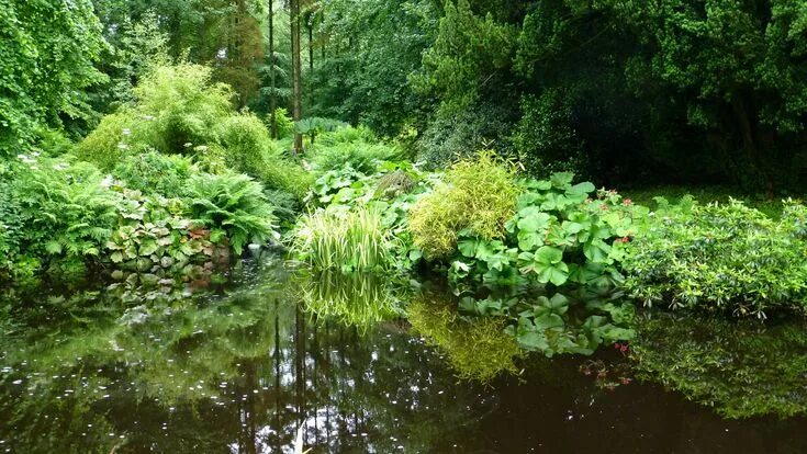 Растения у реки фото и названия Pin by Henk on Rivers and Lakes Pond, Herbs, Audio books