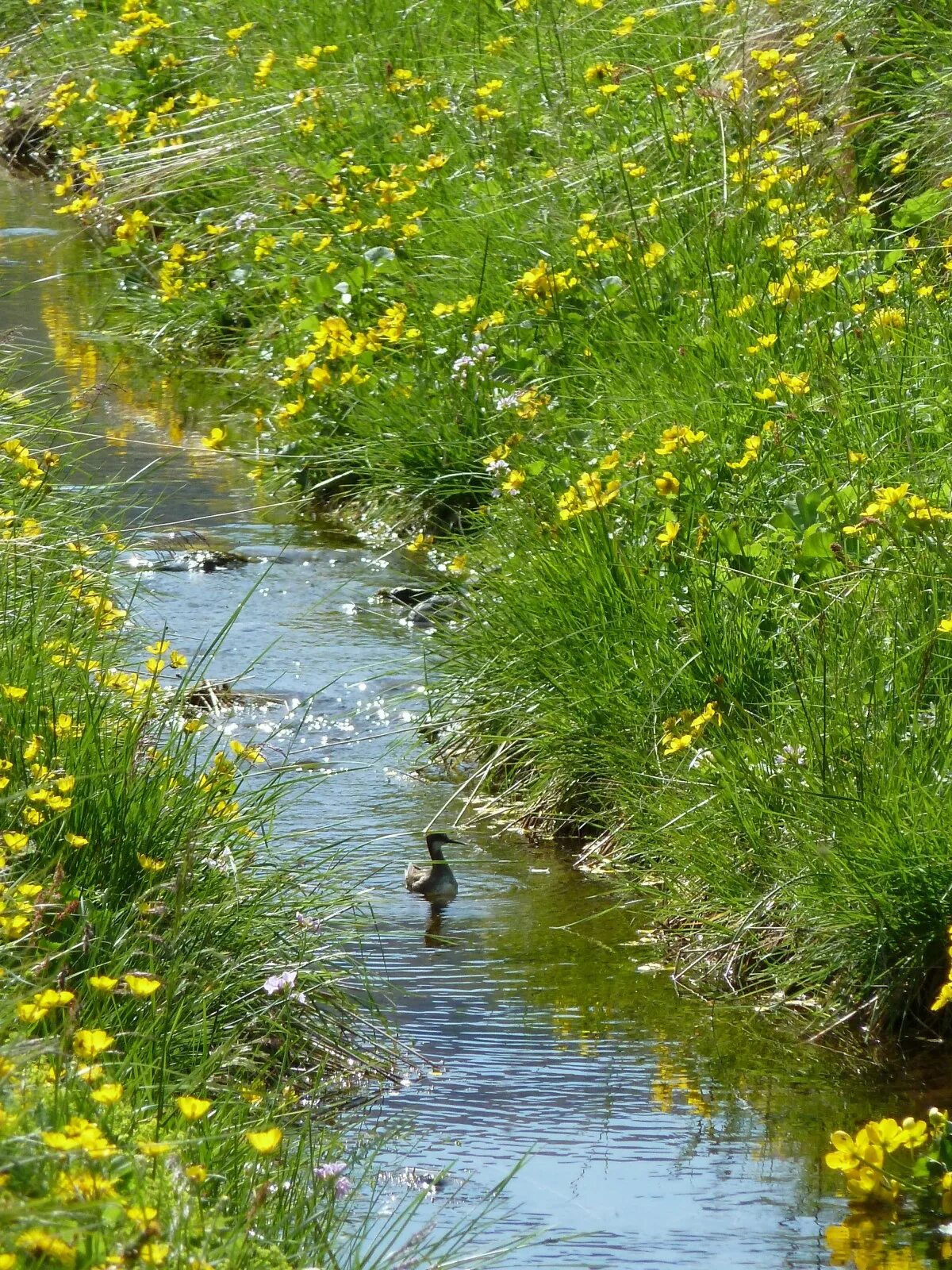 Растения у реки фото и названия Free Images : tree, nature, grass, creek, wilderness, bird, plant, meadow, count