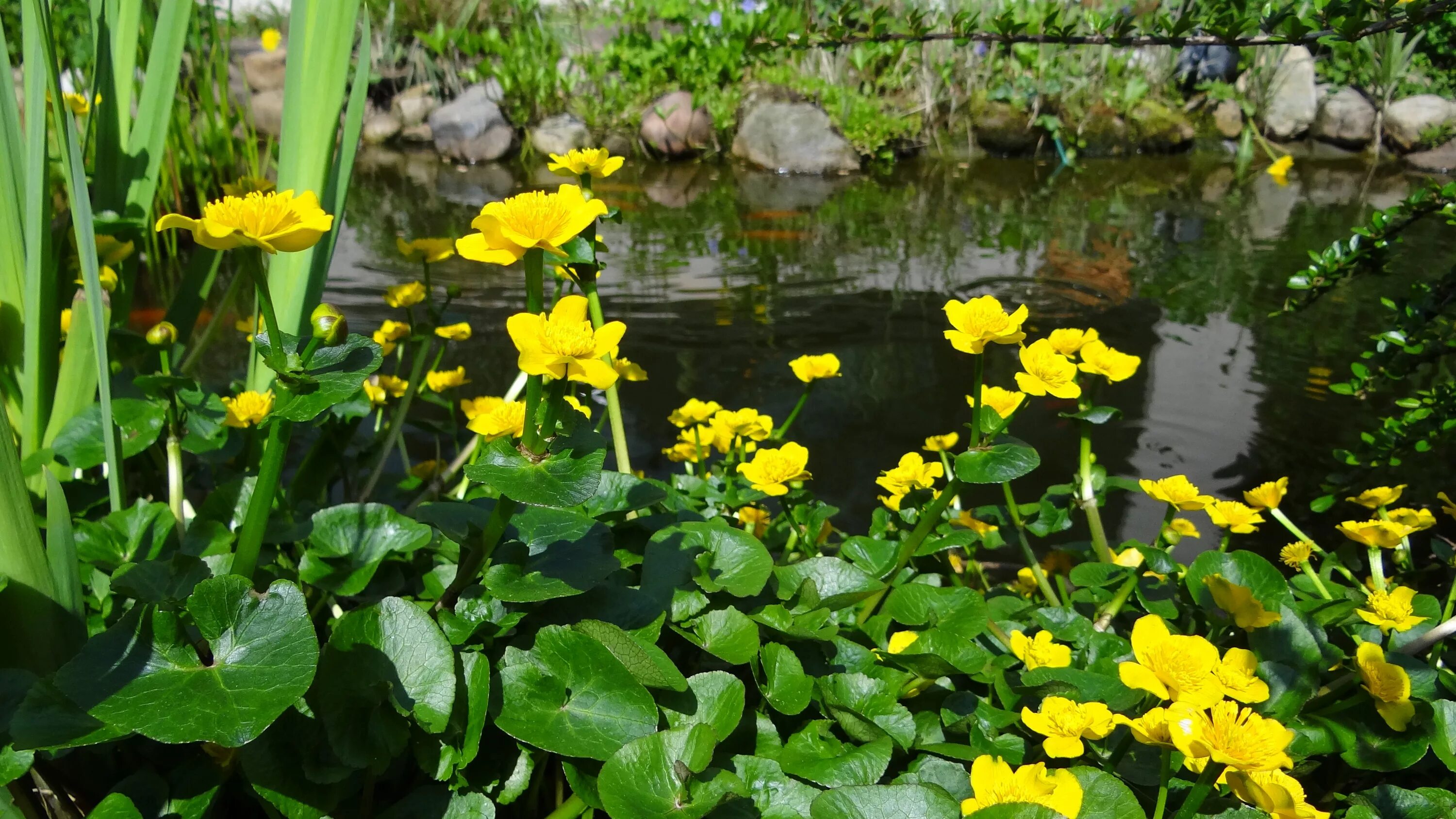 Растения у реки фото и названия Free Images : water, meadow, botany, yellow, garden, flora, wildflower, pond flo