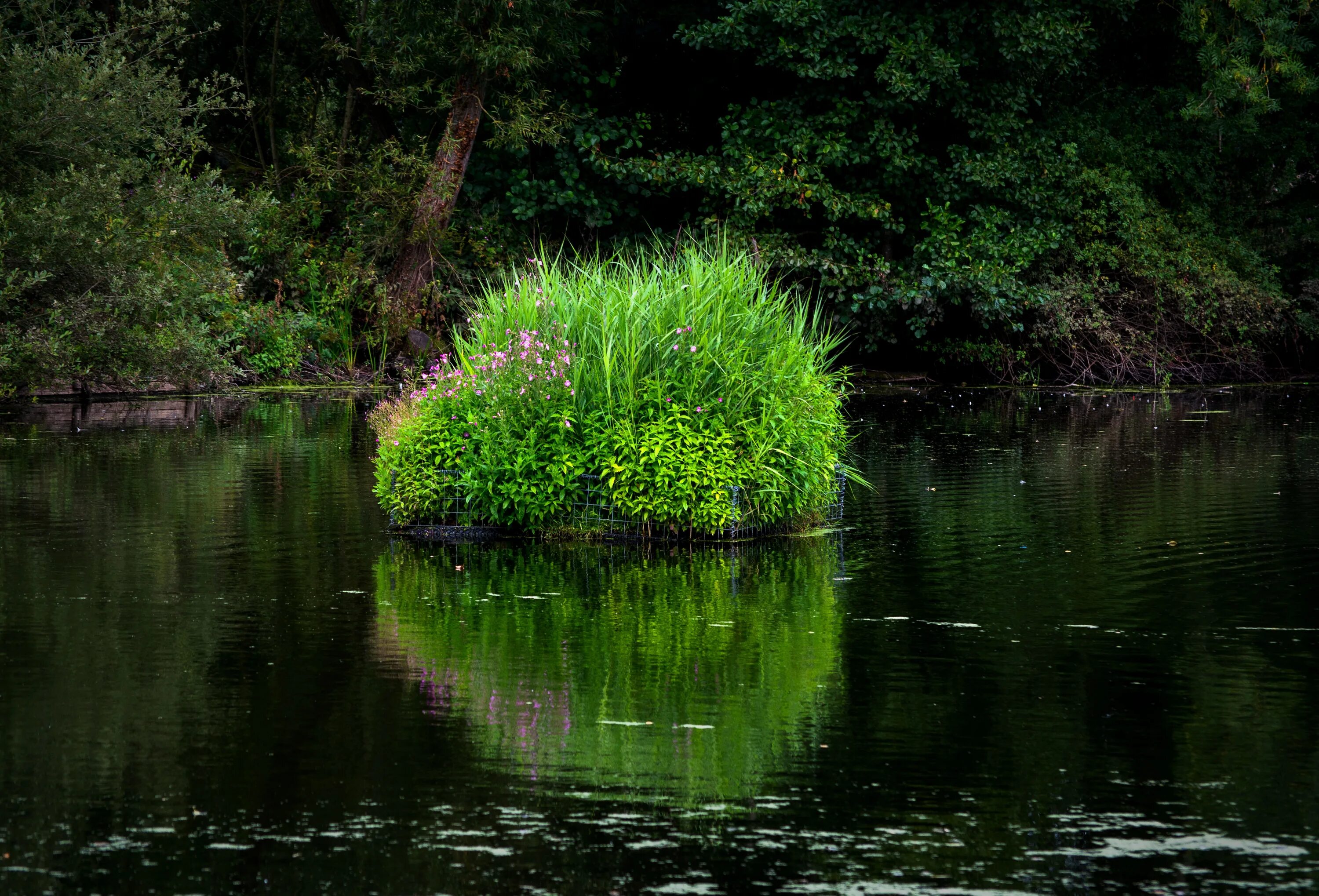 Растения у реки фото и названия Bush in Water free image download