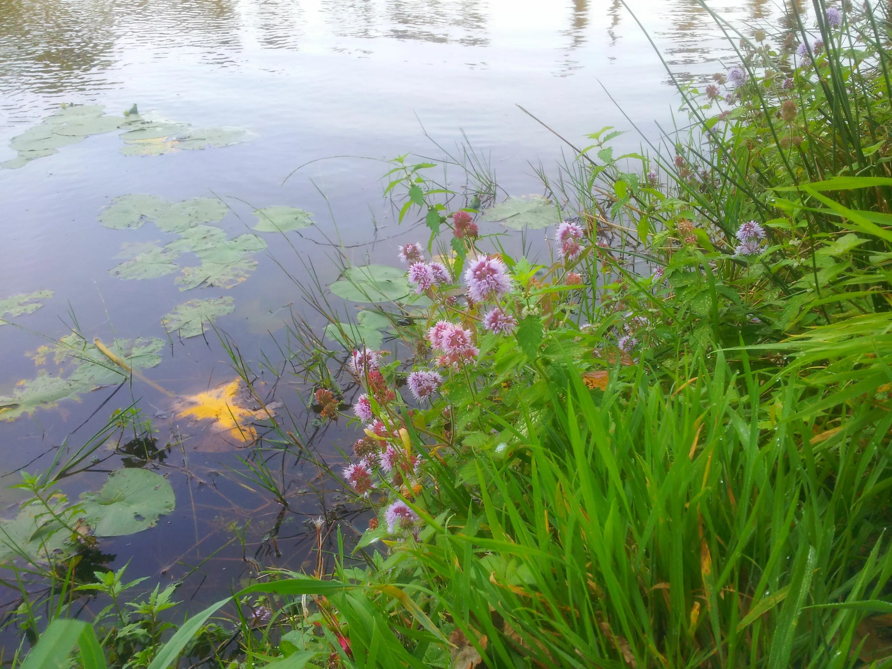 Растения у реки фото и названия Épinglé sur ✿ // PLANTES BERGES // Plantes aquatiques, Plante, Aquatique