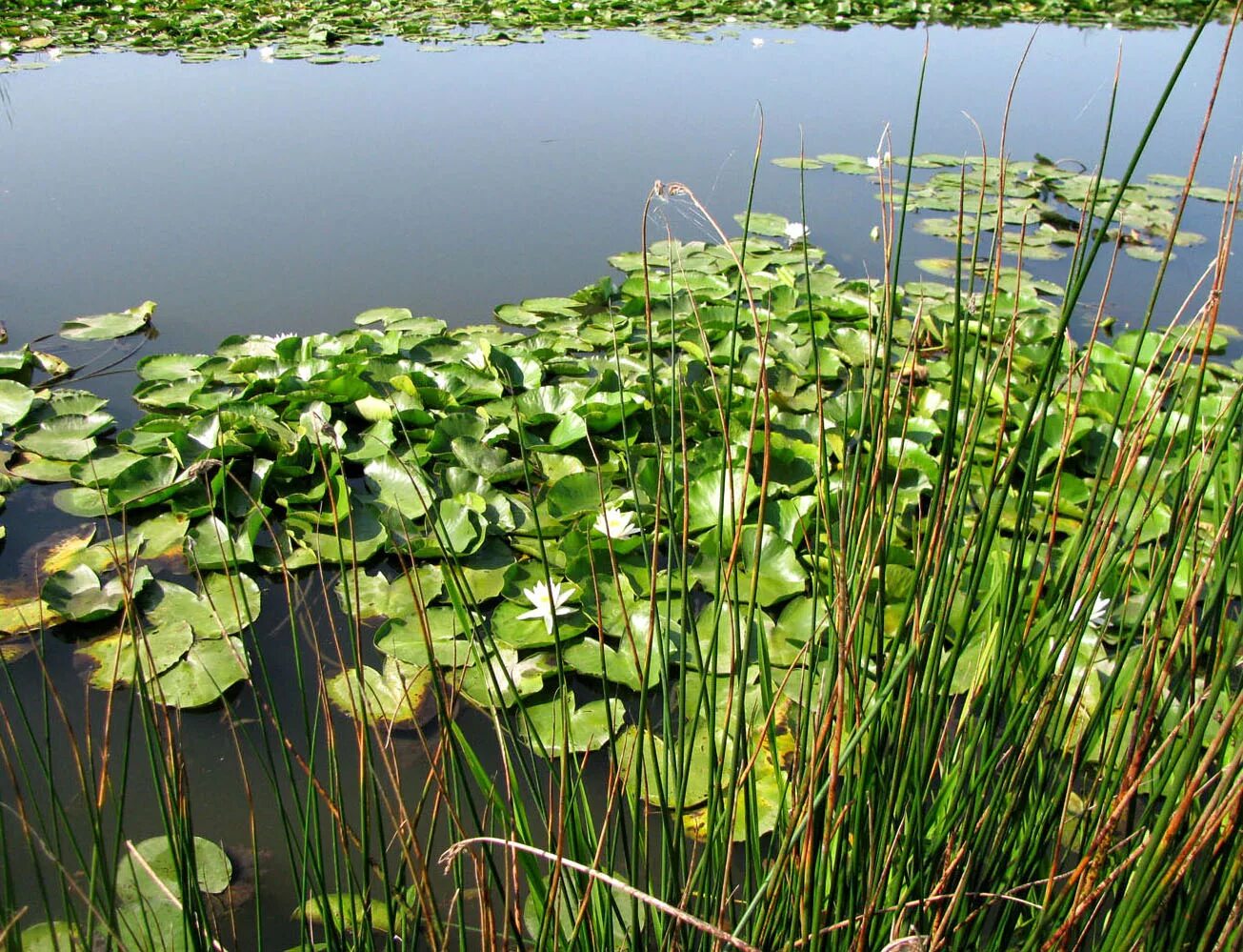 Растения у реки фото и названия Nymphaea alba - Image of an specimen - Plantarium