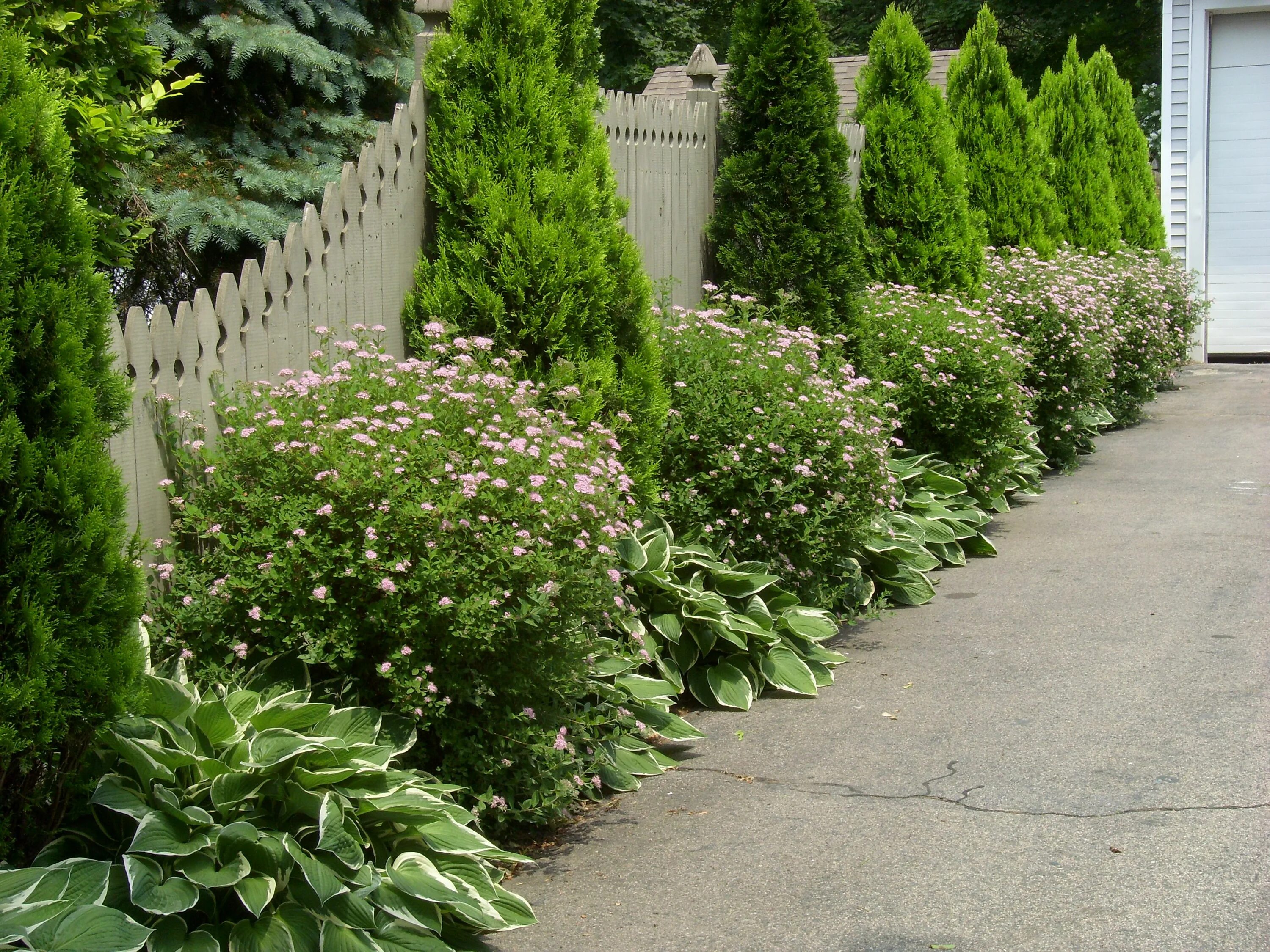 Растения у забора в ландшафтном дизайне фото Hostas and evergreens lining the driveway/fence Landscaping along fence, Evergre