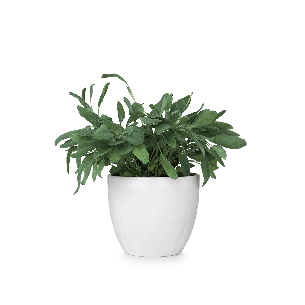 Растения в горшках фото и названия Small Flower Pot Transparent PNG - PNG Mart