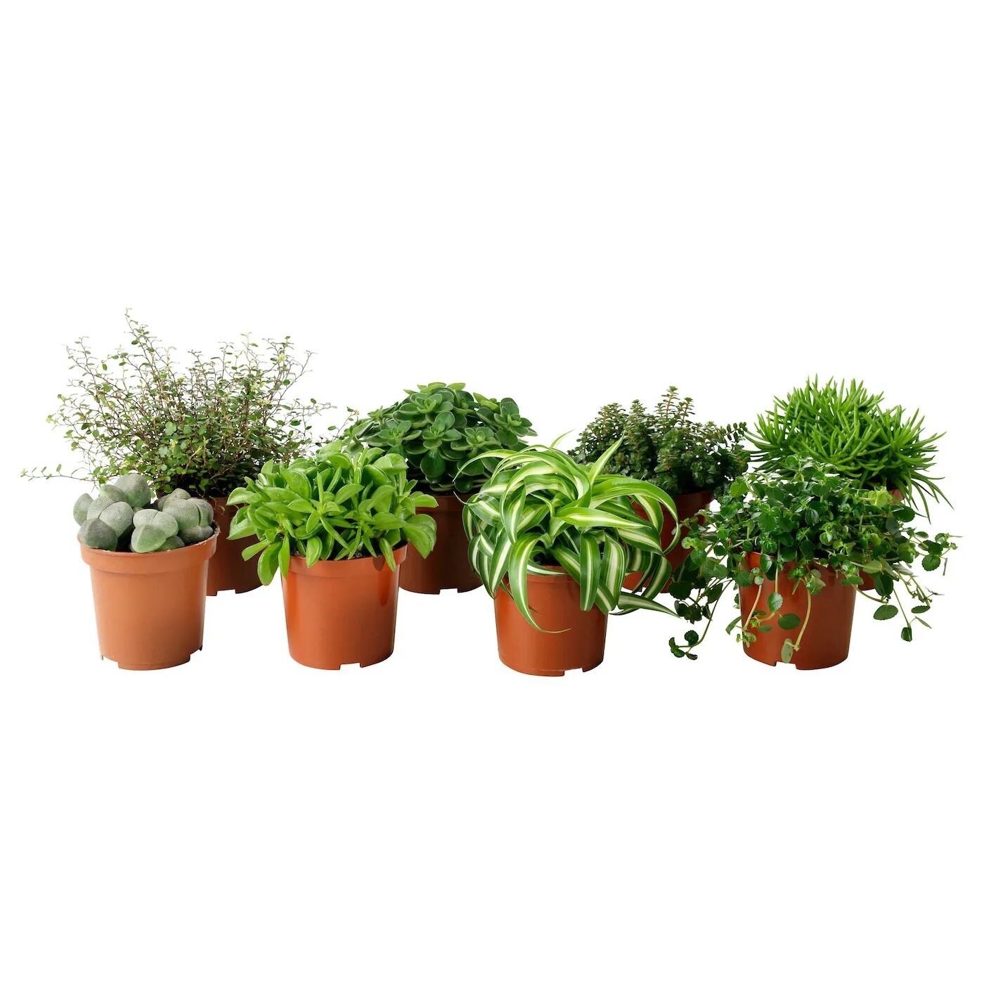 Растения в горшках фото и названия HIMALAYAMIX potted plant, assorted species plants plants with foliage, 4" - IKEA