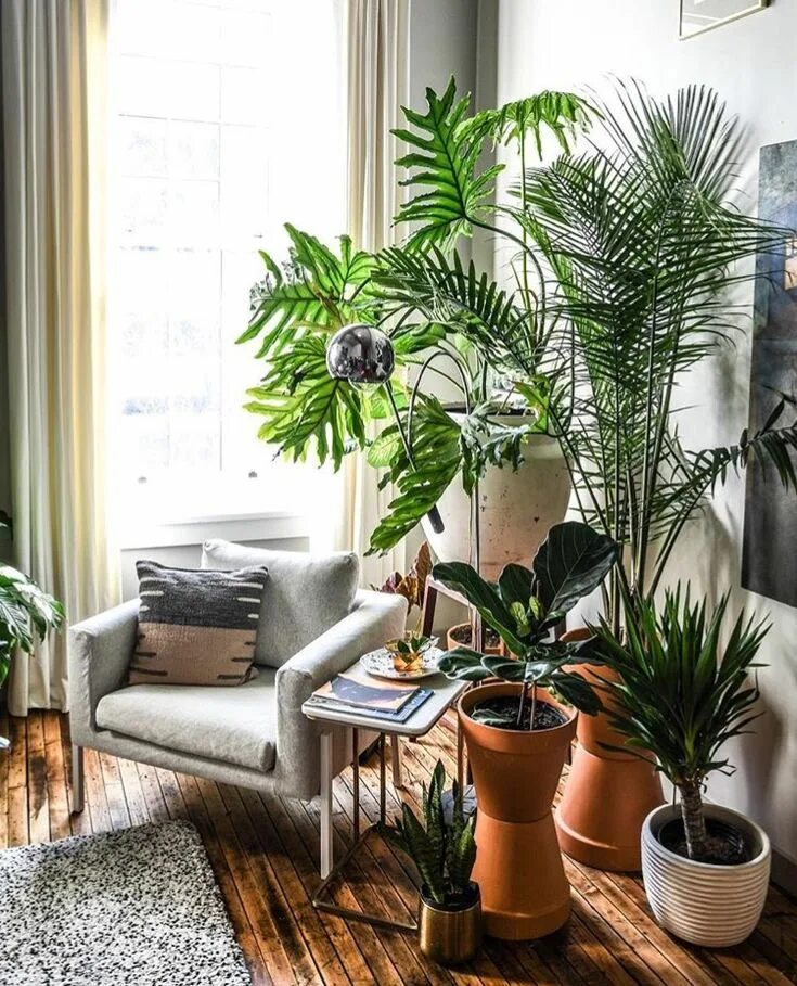 Растения в интерьере 6 класс Pin on Apt. Small indoor plants, Tall indoor plants, Indoor tropical plants