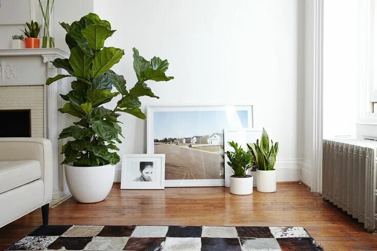 Растения в интерьере фото Everything You Need to Know About the Fiddle-Leaf Fig Fiddle leaf fig care, Hous