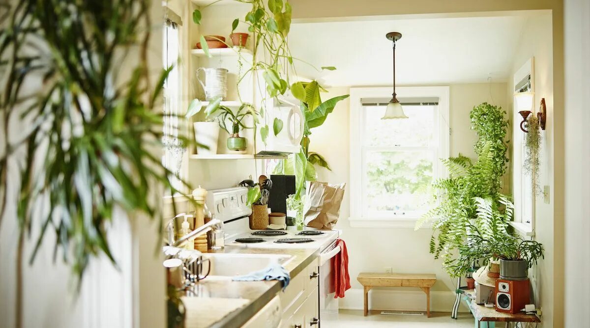 Растения в интерьере кухни How to Decorate With Large Indoor Plants Kitchen decor modern, Large indoor plan