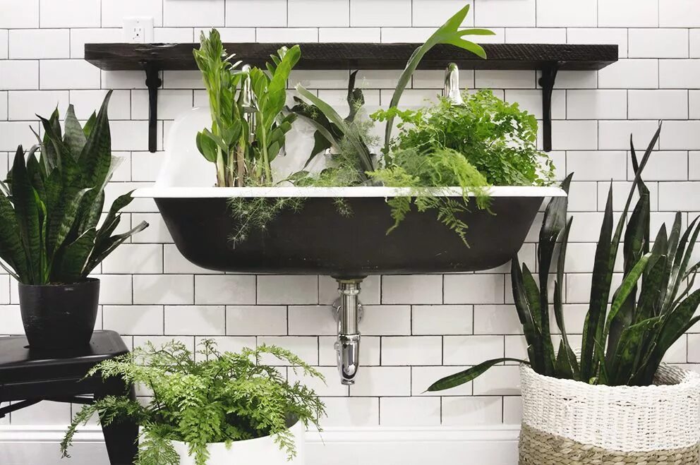 Растения в интерьере ванной комнаты Three Plants that Thrive in Low Light Bathrooms - Deuce Cities Henhouse Bathroom