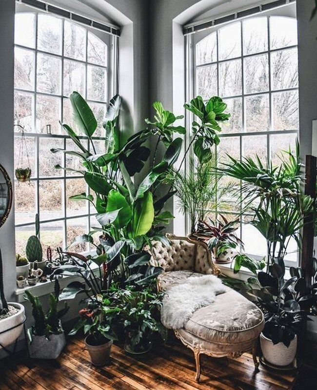 Растения в интерьере жилого дома Jungalows, Indoor Gardens, + Living Room Rainforests We'd Copy Right Now - firef