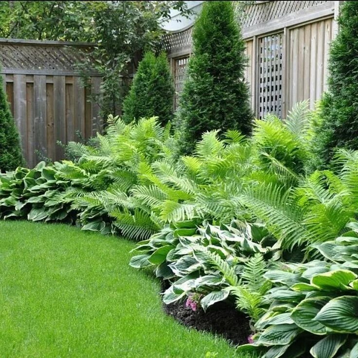 Растения вдоль забора ландшафтный дизайн фото 78) Одноклассники Shade landscaping, Backyard landscaping, Shade garden