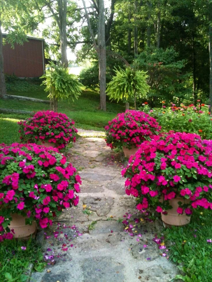 Растения во дворе дома фото и названия One of my favorite flowers. Garden containers, Rock garden landscaping, Front ya