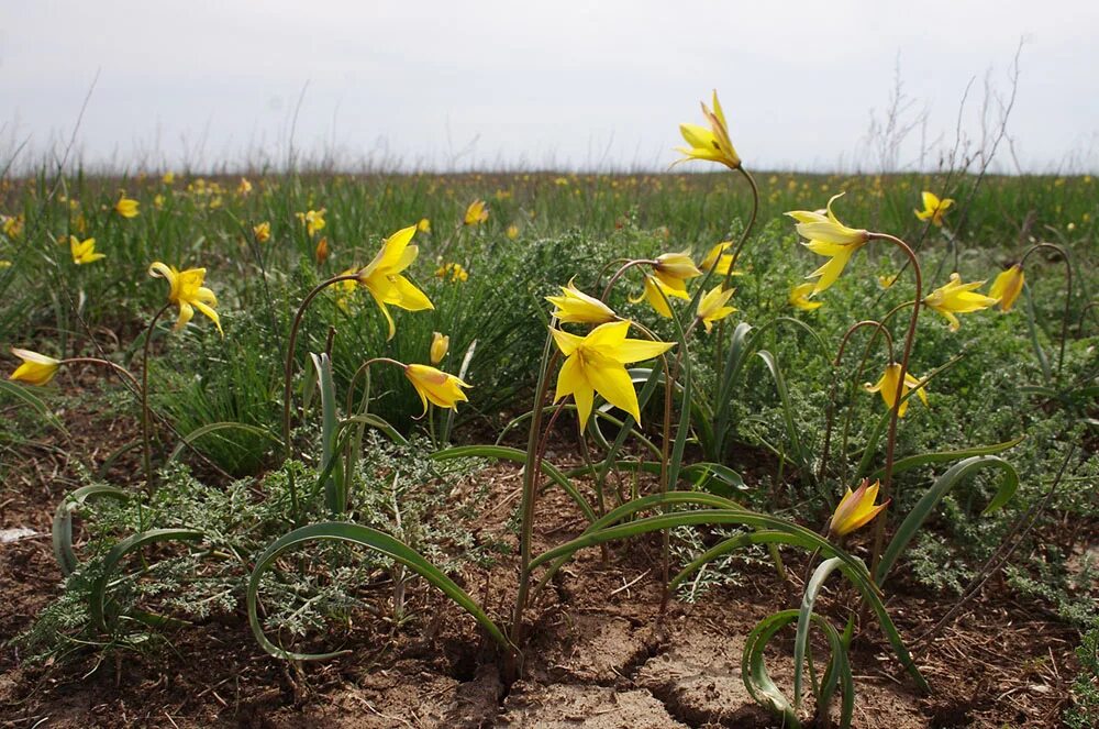 Растения волгоградской области фото Tulipa scythica - Image of an specimen - Plantarium