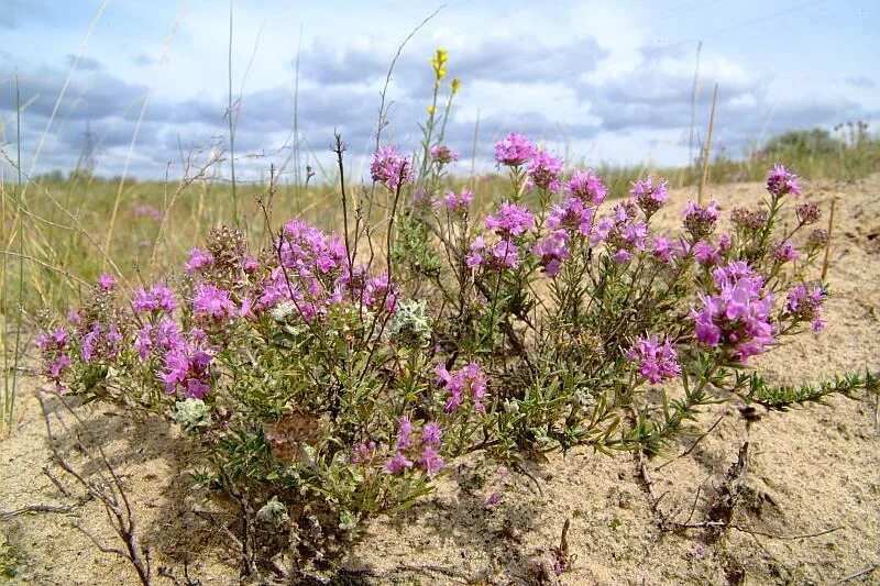 Растения волгоградской области фото и названия Thymus pallasianus - Image of an specimen - Plantarium