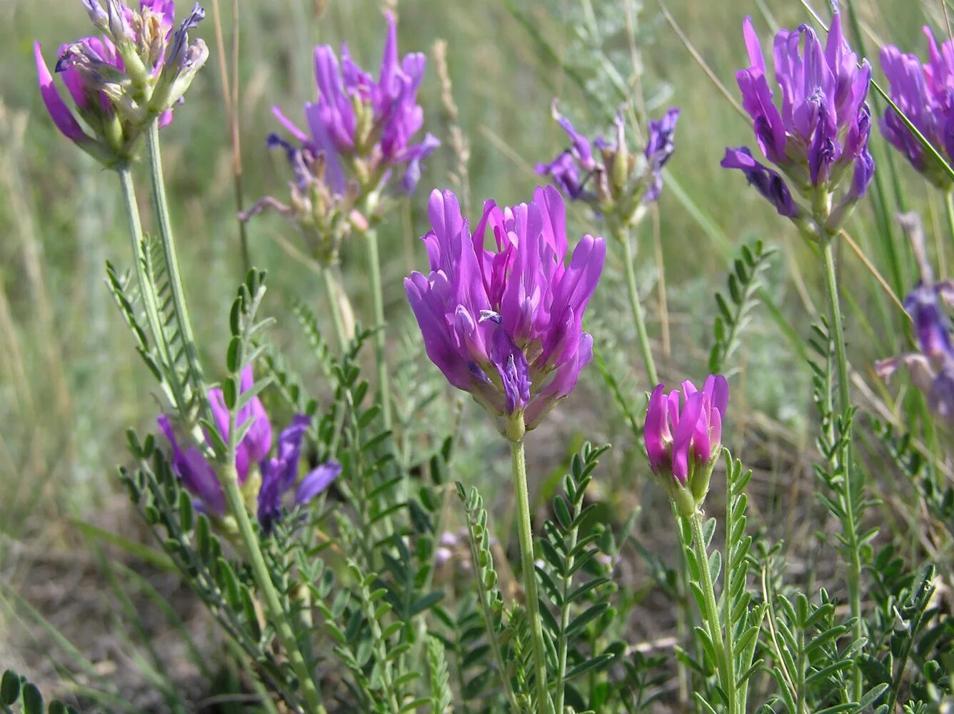 Растения волгоградской области фото и названия Astragalus onobrychis - Image of an specimen - Plantarium