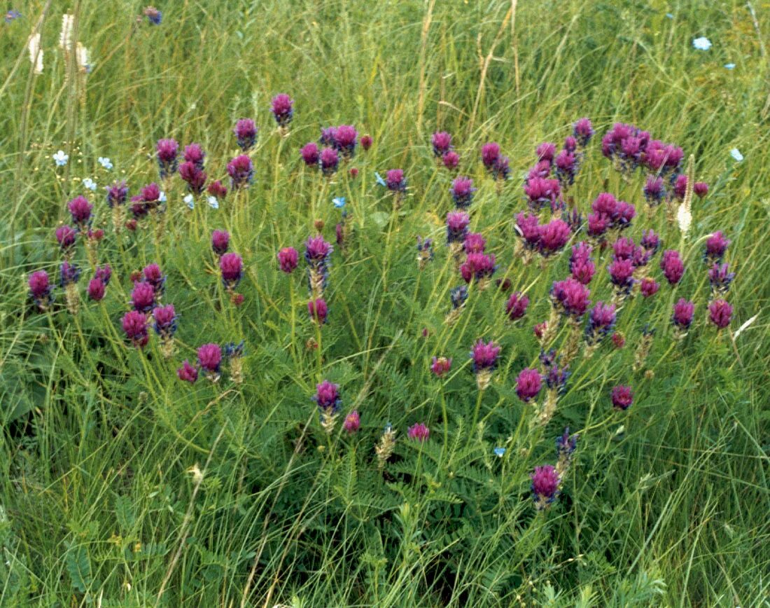 Растения волгоградской области фото и названия Astragalus onobrychis - Изображение особи - Плантариум