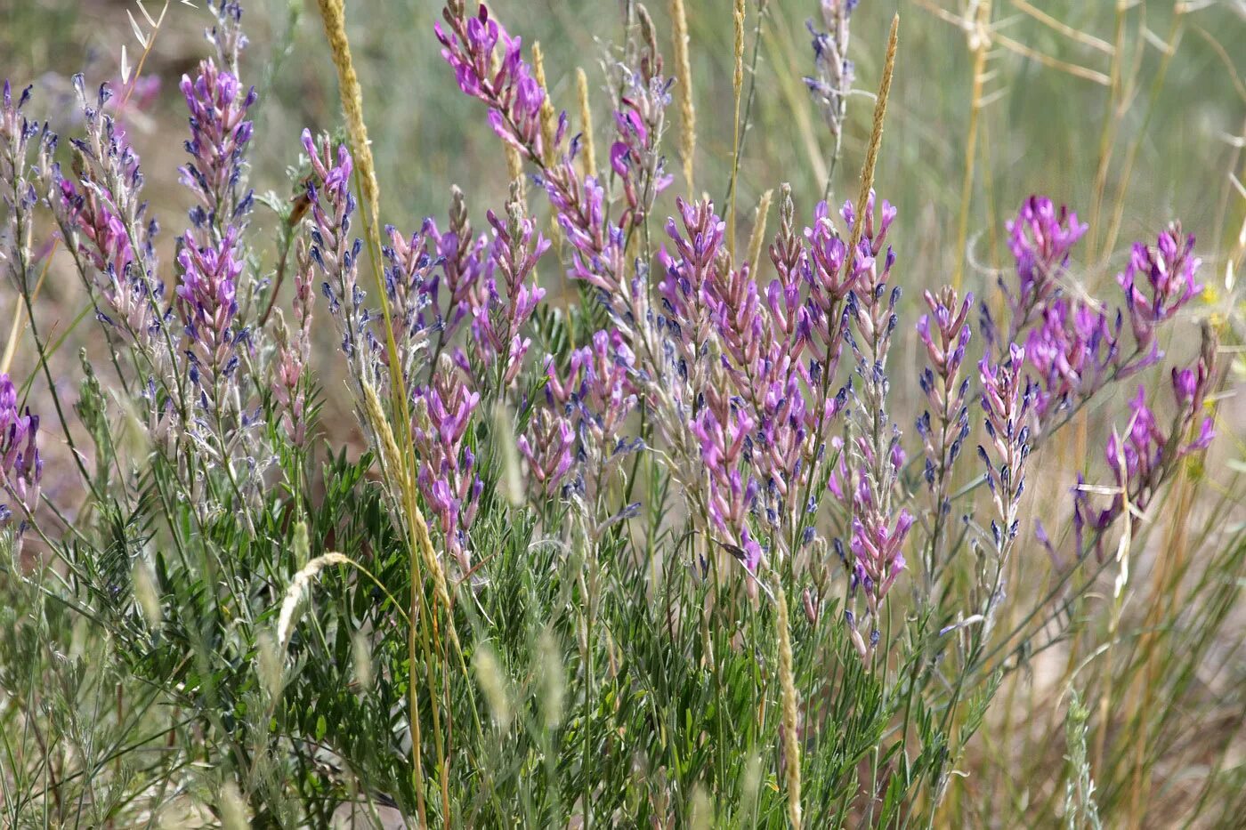 Растения волгоградской области фото и названия Astragalus varius - Image of an specimen - Plantarium