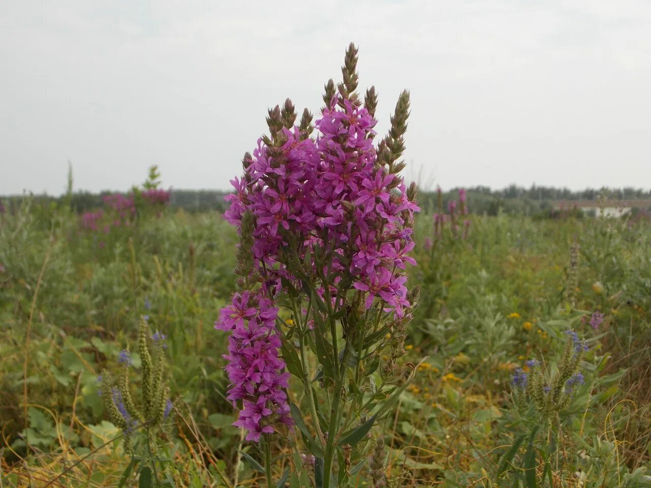 Растения волгоградской области фото и названия Lythrum salicaria - Изображение особи - Плантариум