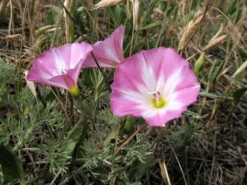 Растения волгоградской области фото и названия género Convolvulus - BioDiversity4All