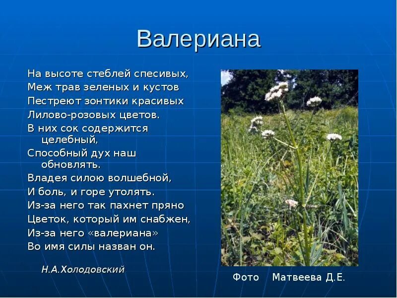 Растения волгоградской области фото и описание Разнообразие жизненных форм и видов растений Волгоградской области в стихах и за