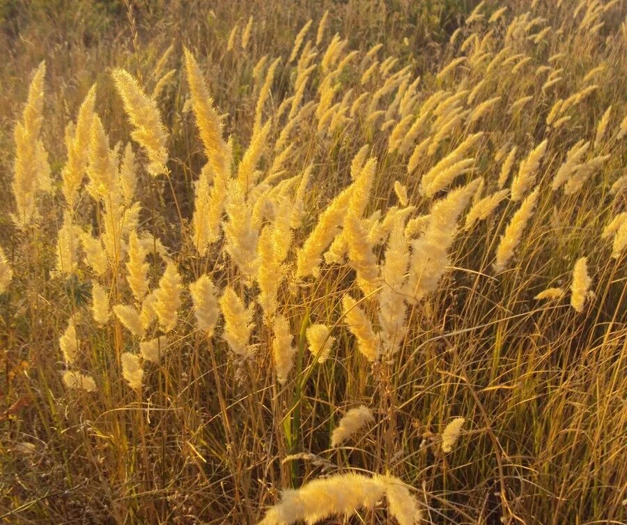 Растения волгоградской области фото и описание Calamagrostis glomerata - Image of an specimen - Plantarium