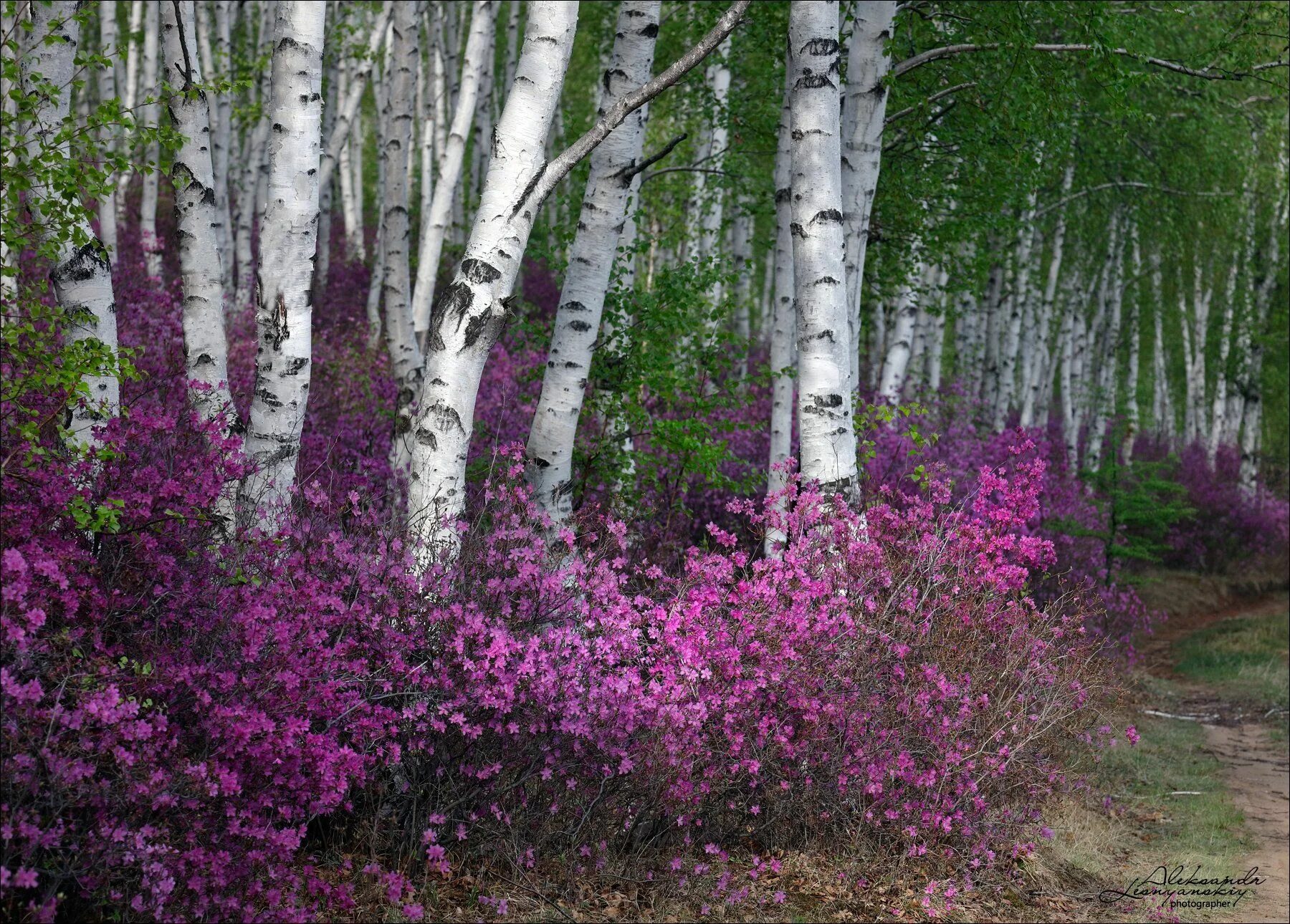 Растения забайкальского края фото В окрестностях Читы. Photographer Aleksandr Lesnyanskiy