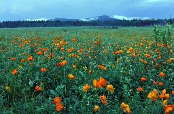 Растения забайкальского края фото Pin de Jovanka en Wild flowers