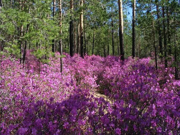 Растения забайкальского края фото Весеннее цветение Рододендрона Даурского в Забайкалье