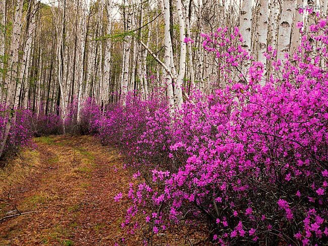 Растения забайкальского края фото Саженцы рододендрона - Орехоплодный питомник