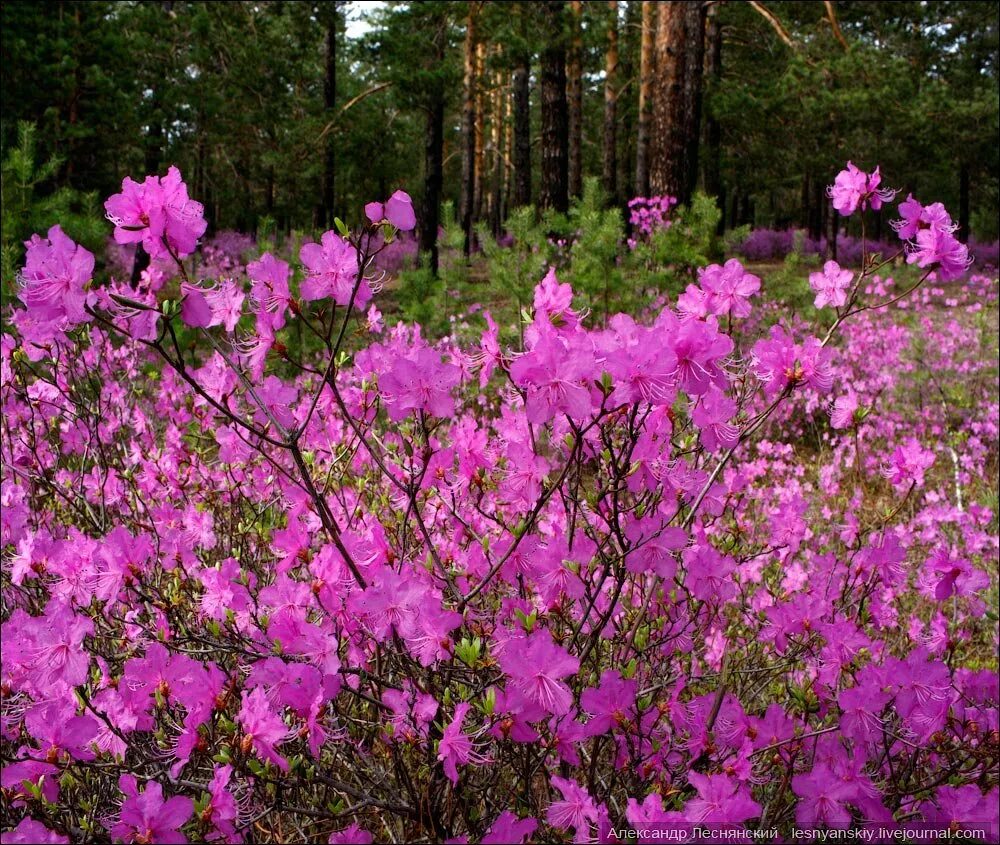 Растения забайкальского края фото Кустарники родного края: найдено 90 изображений