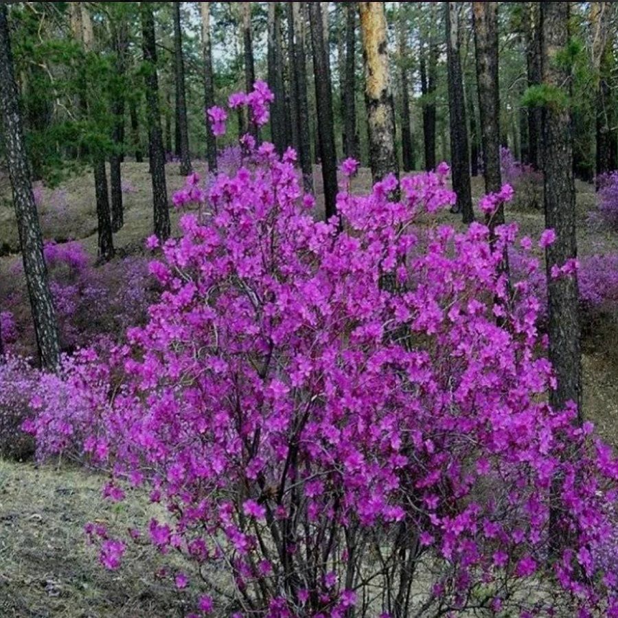 Растения забайкальского края фото и описание Рододендроны Deodar SEEDS COMPANY рододендрон_Рододендрон даурский - купить по в