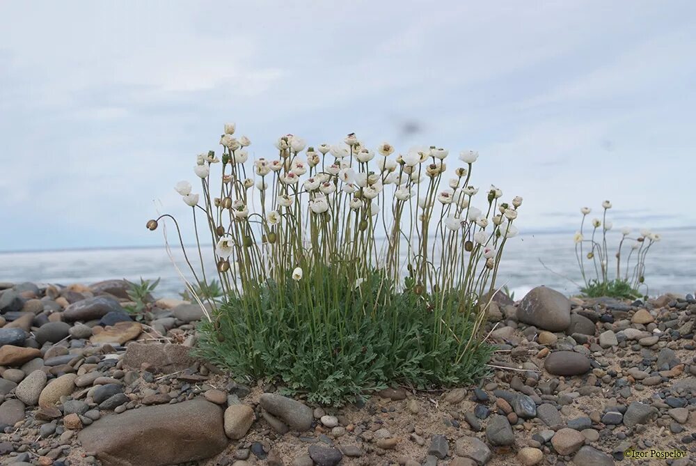 Растения заповедника остров врангеля фото с названиями Фото Papaver gorodkovii Tolm. - Мак Городкова - Photography