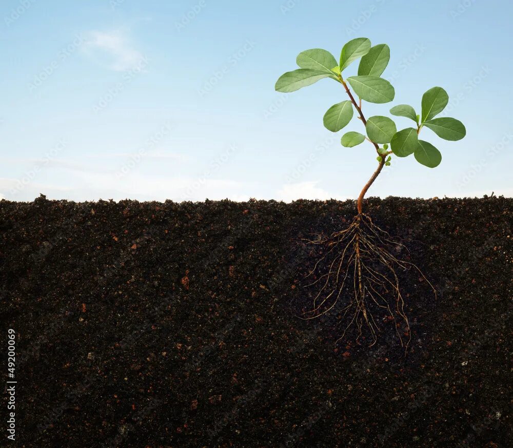 Растения земли фото roots of a plant фотография Stock Adobe Stock