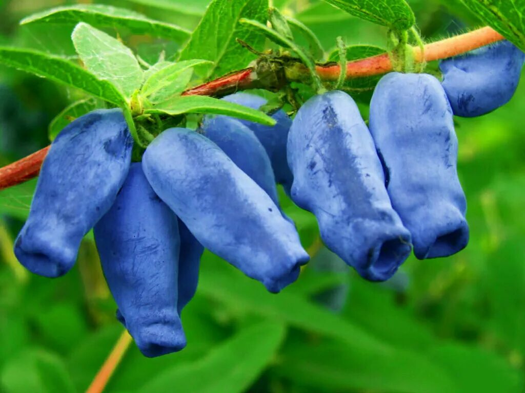 Растения жимолость как выглядит растет какие плоды Yagodny terem, plant nursery, Omsk, ulitsa Igorya Moskalenko, 59 - Yandex Maps