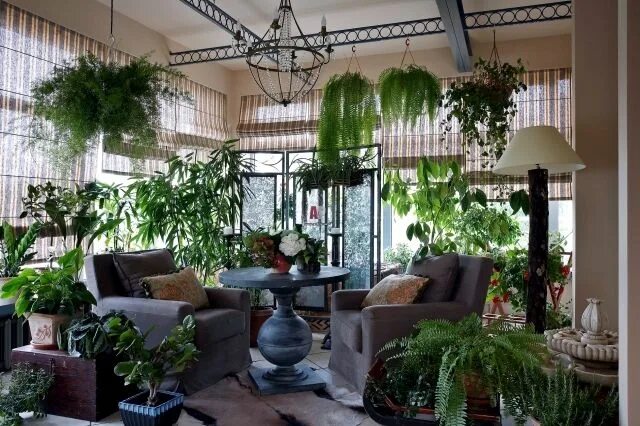 Растения зимнего сада фото Caring for plants in the conservatory and 17 design ideas