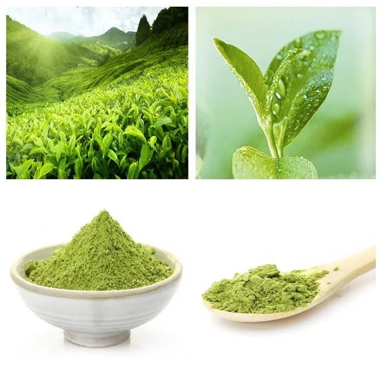 Растентн матча как выглядит растение Raw Material Matcha Green Tea Alibaba.com