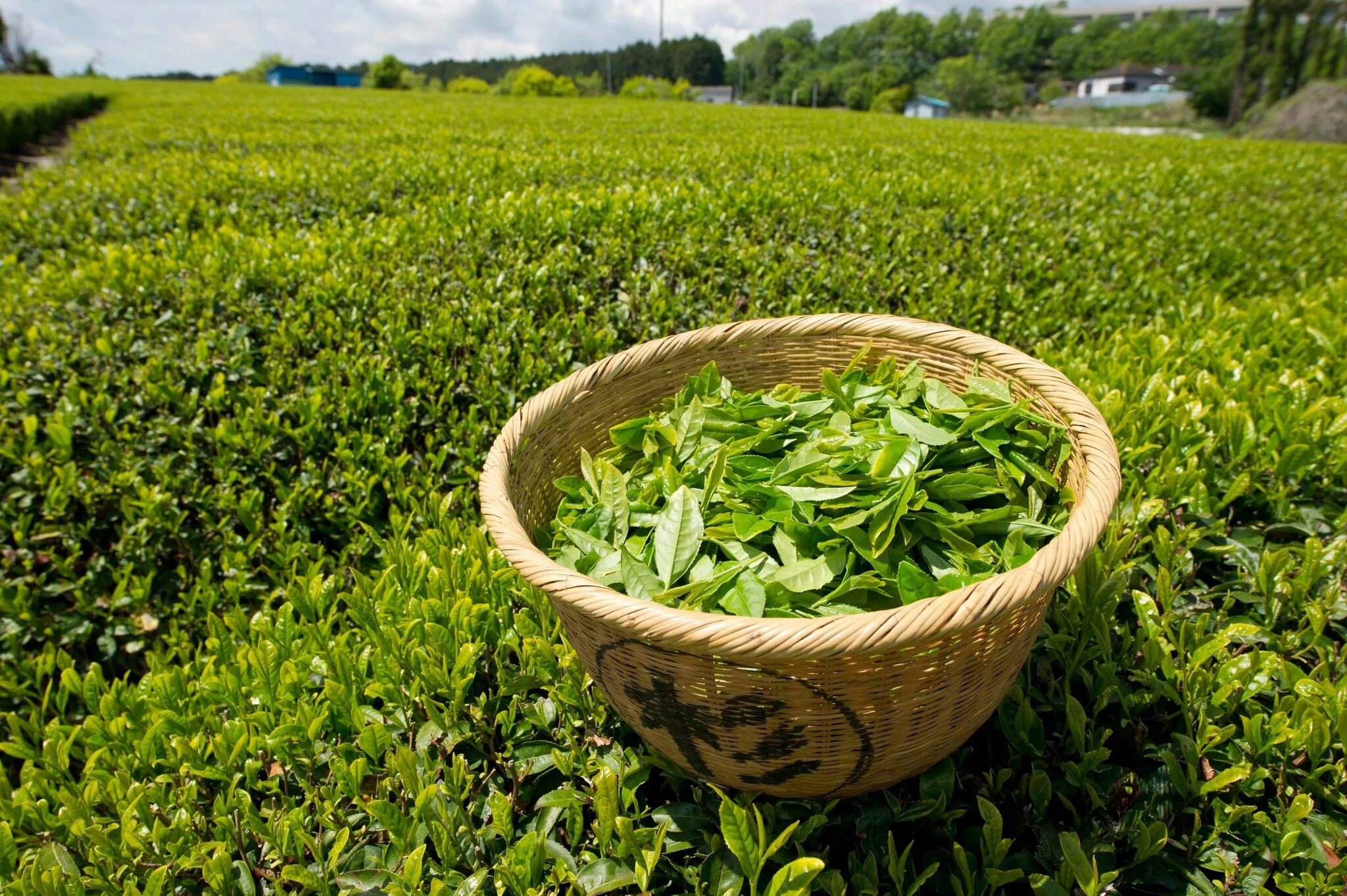 Растентн матча как выглядит растение What's in Your Green Tea? - The New York Times