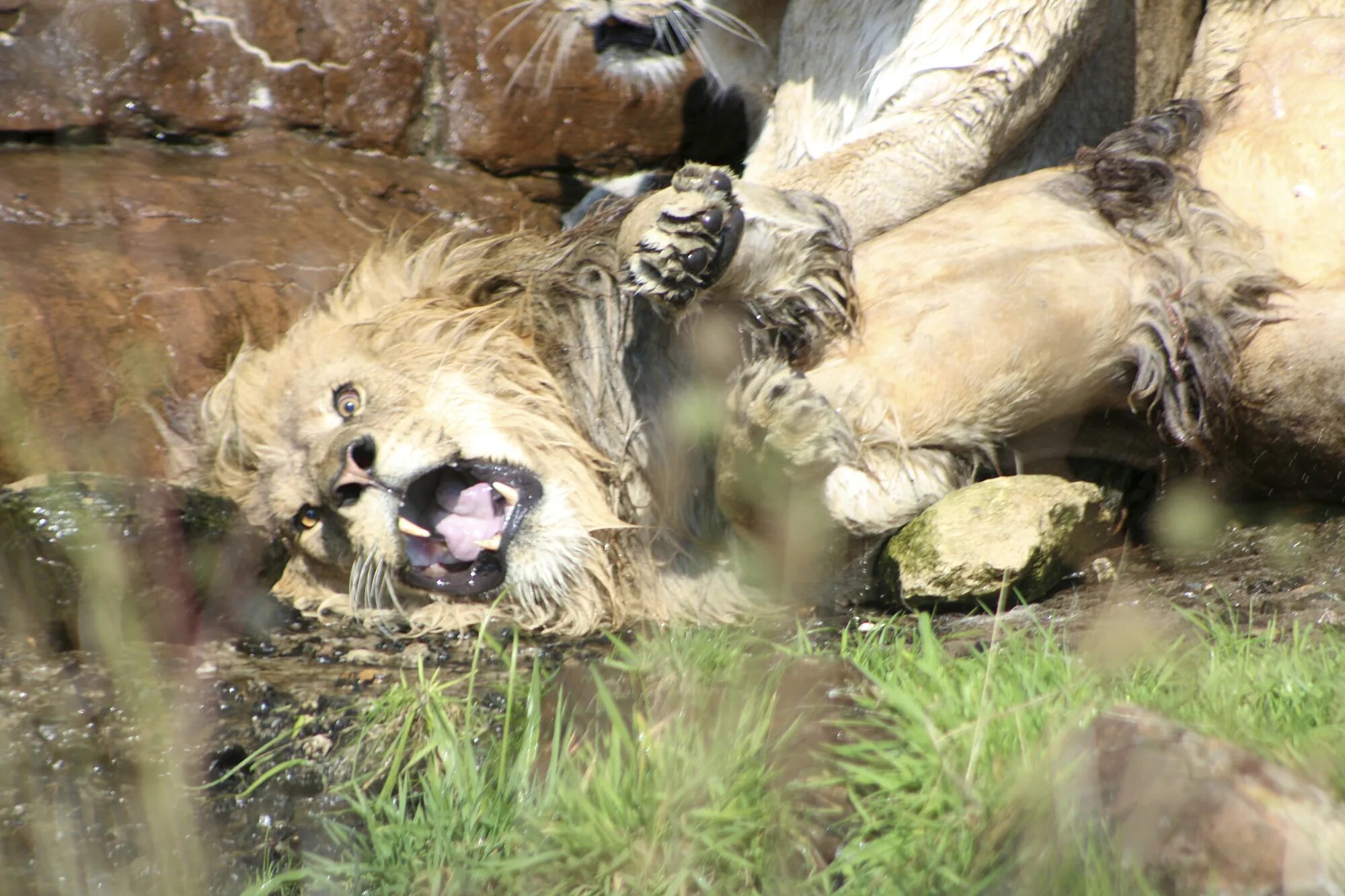 Растерзали львы фото Gang of lionesses attack terrified male lion