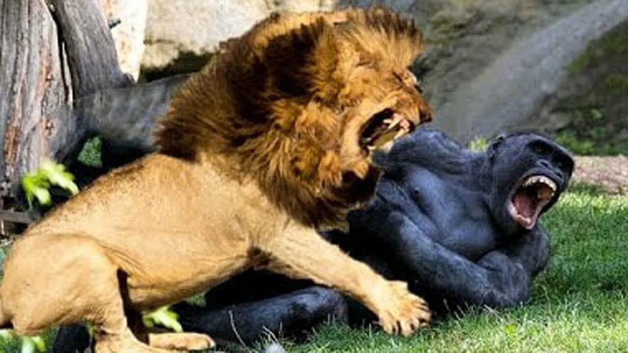 Растерзали львы фото Crazy Animal Attacks Caught On Camera - Lion attack, when animals attack - YouTu