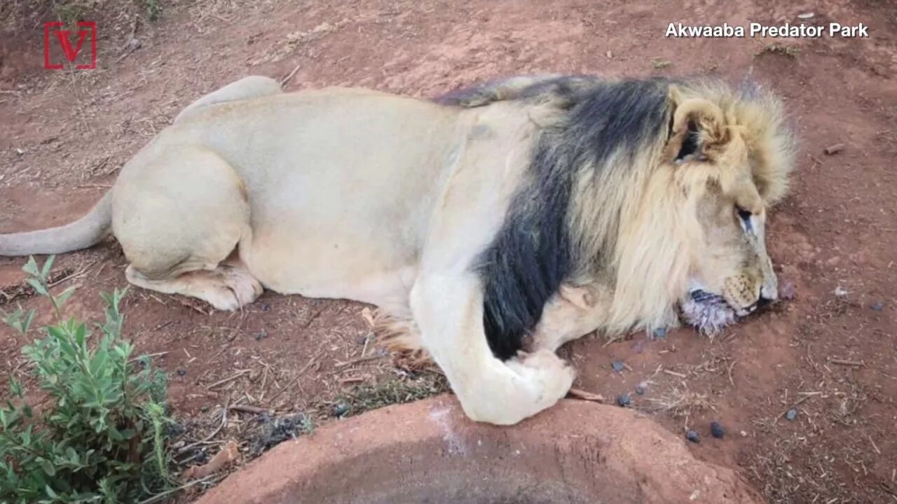 Растерзали львы фото Poachers Chopped The Face And Paws Off Lion Named Mufasa, Four Other Lions Died 