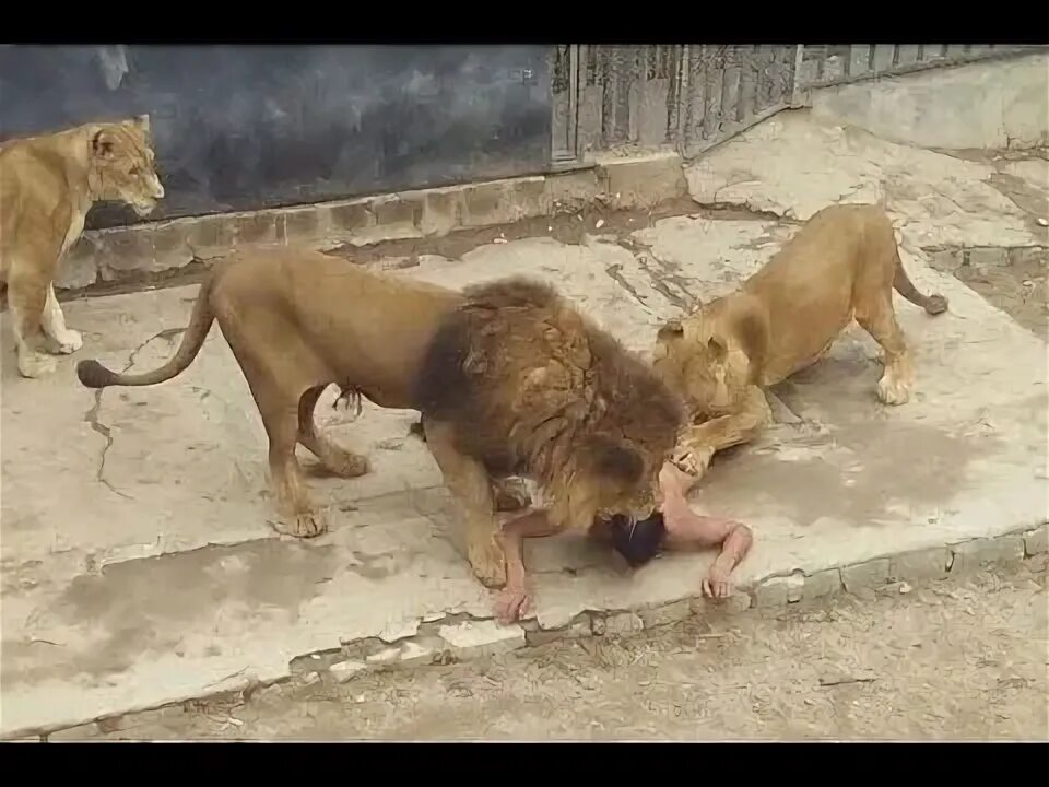 Растерзали львы фото Sacrifican a dos leones para salvar a suicida que entró a su jaula, en zoológico