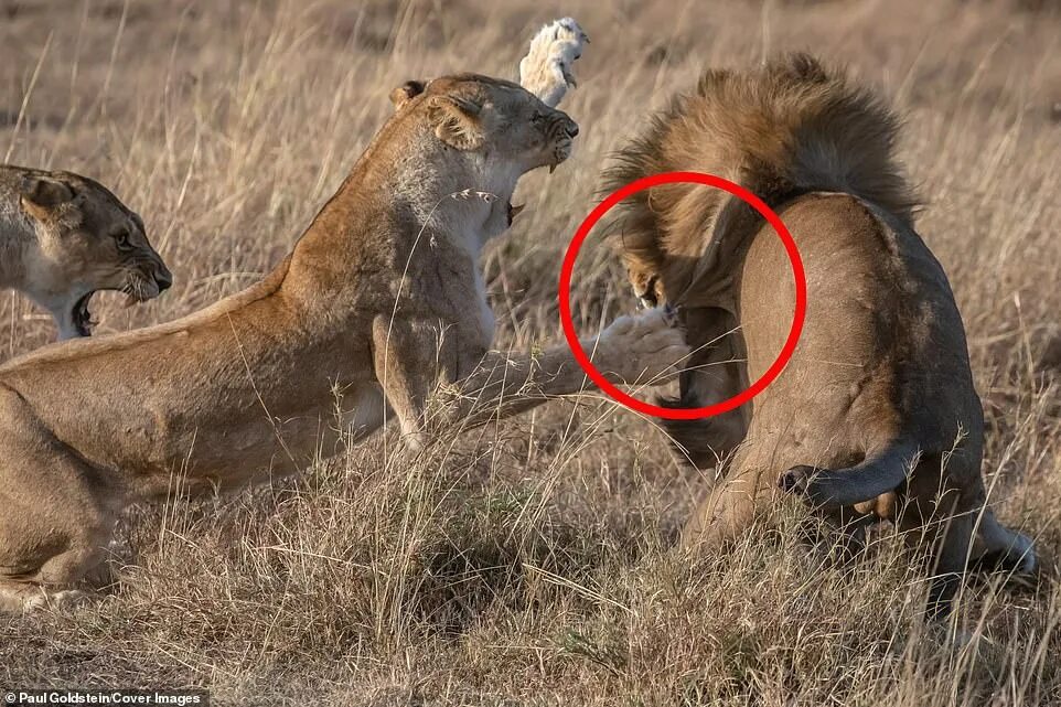 Растерзали львы фото This is for my cubs! Lioness mother smacks lion on the jaw after it slaughtered 