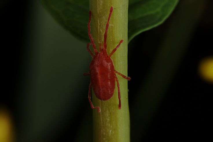 Растительноядные клещи фото Callidosoma (Erythraeidae) Animal photo, Flickr, Stuffed peppers